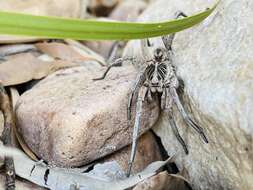 Imagem de Tasmanicosa gilberta (Hogg 1906)