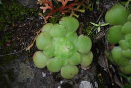 Image of Aeonium canariense subsp. latifolium (Burchard) Bañares