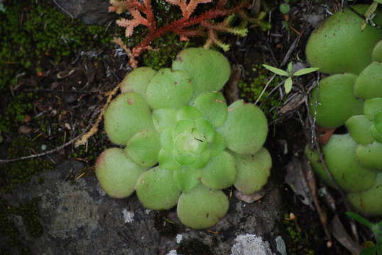 Image of Aeonium canariense subsp. latifolium (Burchard) Bañares