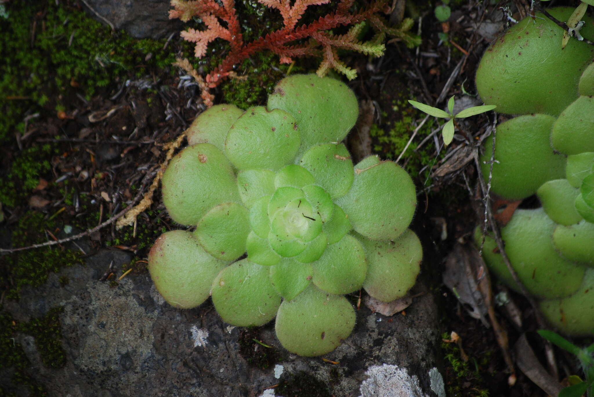 Image of Aeonium canariense subsp. latifolium (Burchard) Bañares