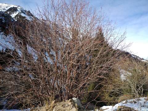 Imagem de Sorbus tianschanica Rupr.