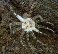 Image of cryptic burrowing anemone