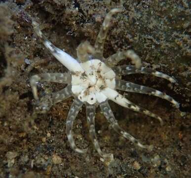 Image of cryptic burrowing anemone