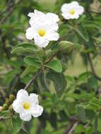 Image de Cordia boissieri A. DC.