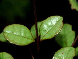 Image of Lophomyrtus ralphii (Hook. fil.) Burret