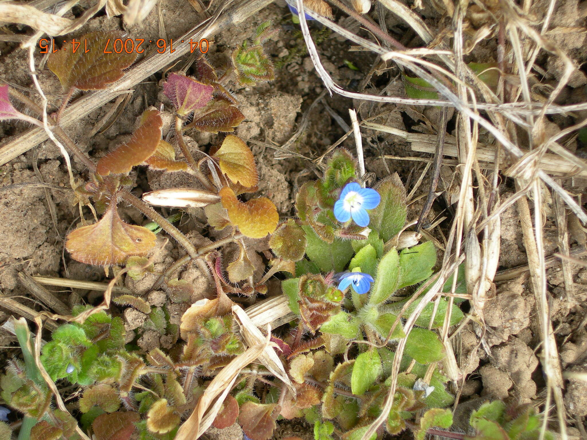 Image of Veronica opaca Fries