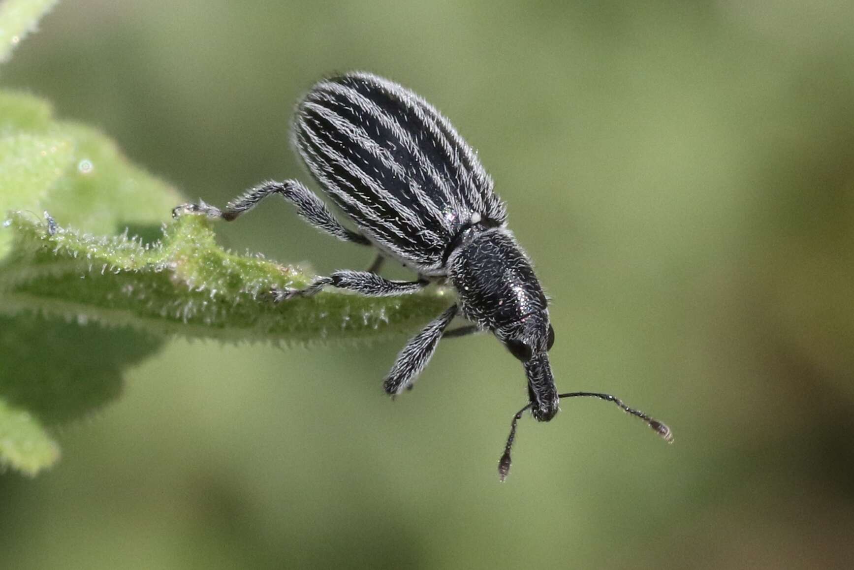 Image of Myrmex vandykei Sleeper 1970