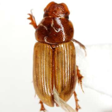 Imagem de Xeropsamobeus scabriceps (Le Conte 1878)