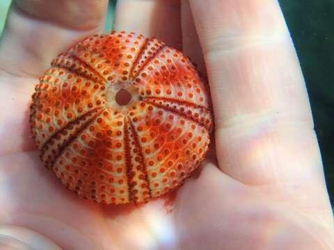 Image of Black Sea urchin