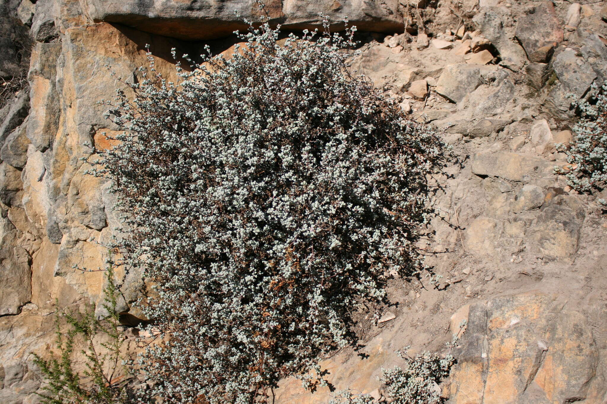 Imagem de Oscularia piquetbergensis (L. Bol.) H. E. K. Hartm.