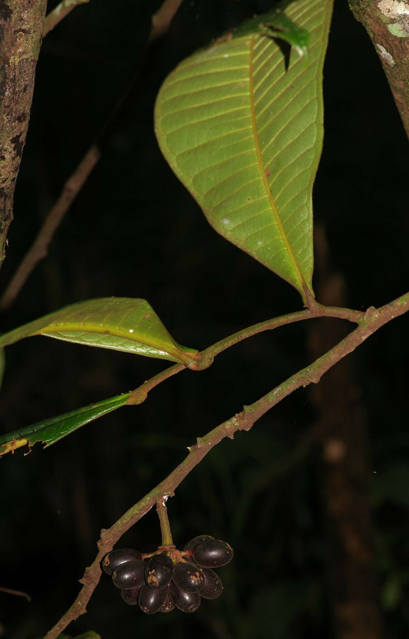 Image of Guatteria guianensis (Aubl.) R. E. Fr.