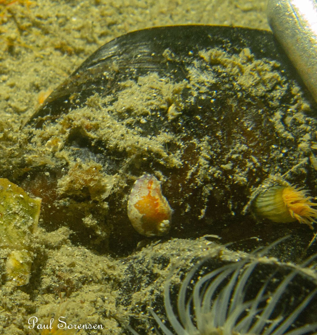 Image of Chromodoris alternata (Burn 1957)