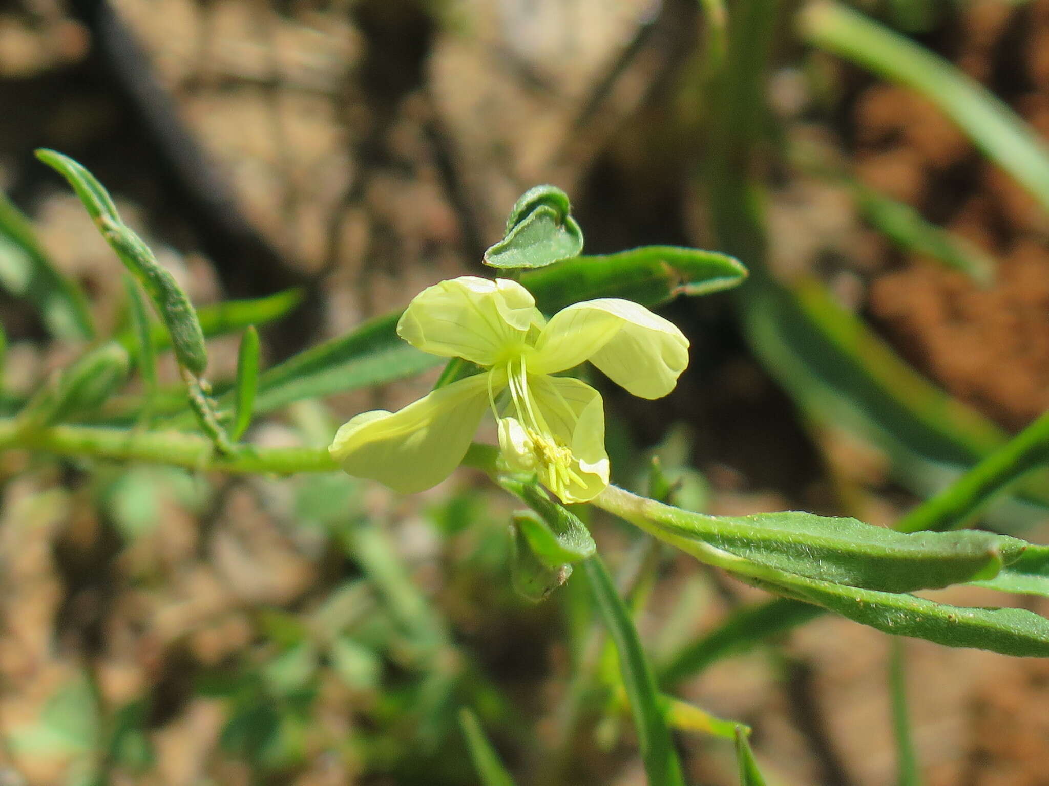 Oenothera spachiana Torr. & Gray resmi