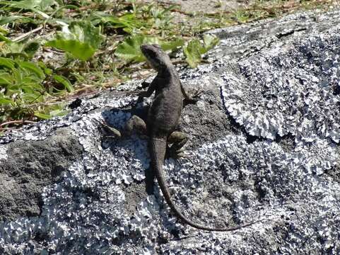 Image of Tropidurus imbituba Kunz & Borges-martins 2013