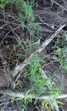 Image of Asparagus volubilis (L. fil.) Thunb.