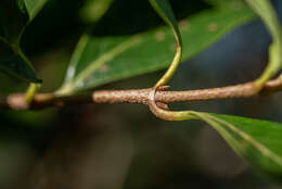 Image of Viburnum odoratissimum Ker-Gawl.