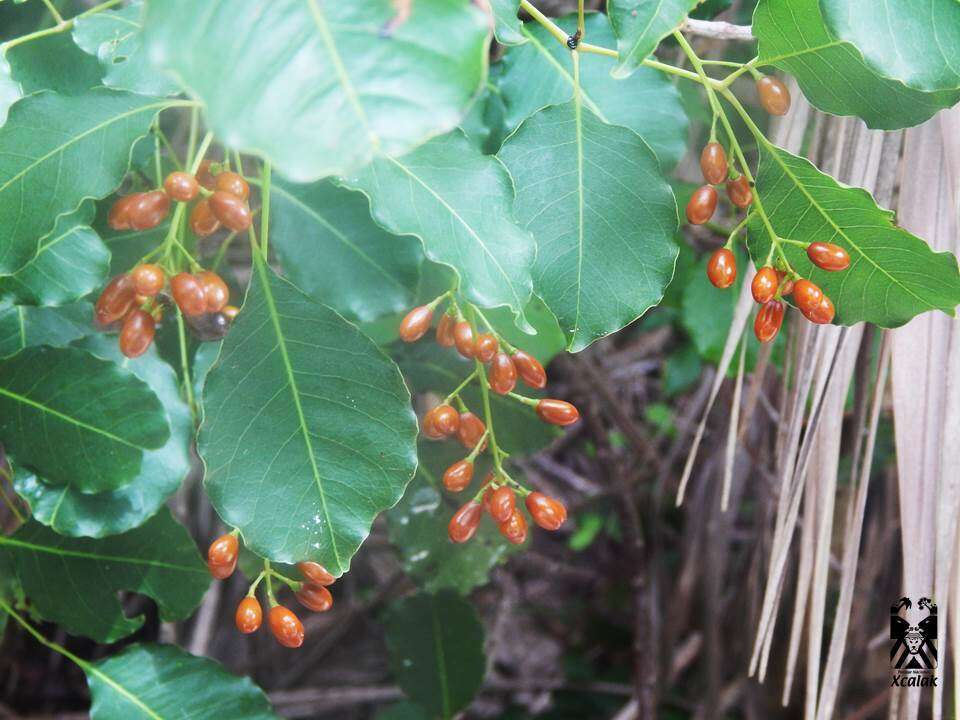 Image of Florida poisontree