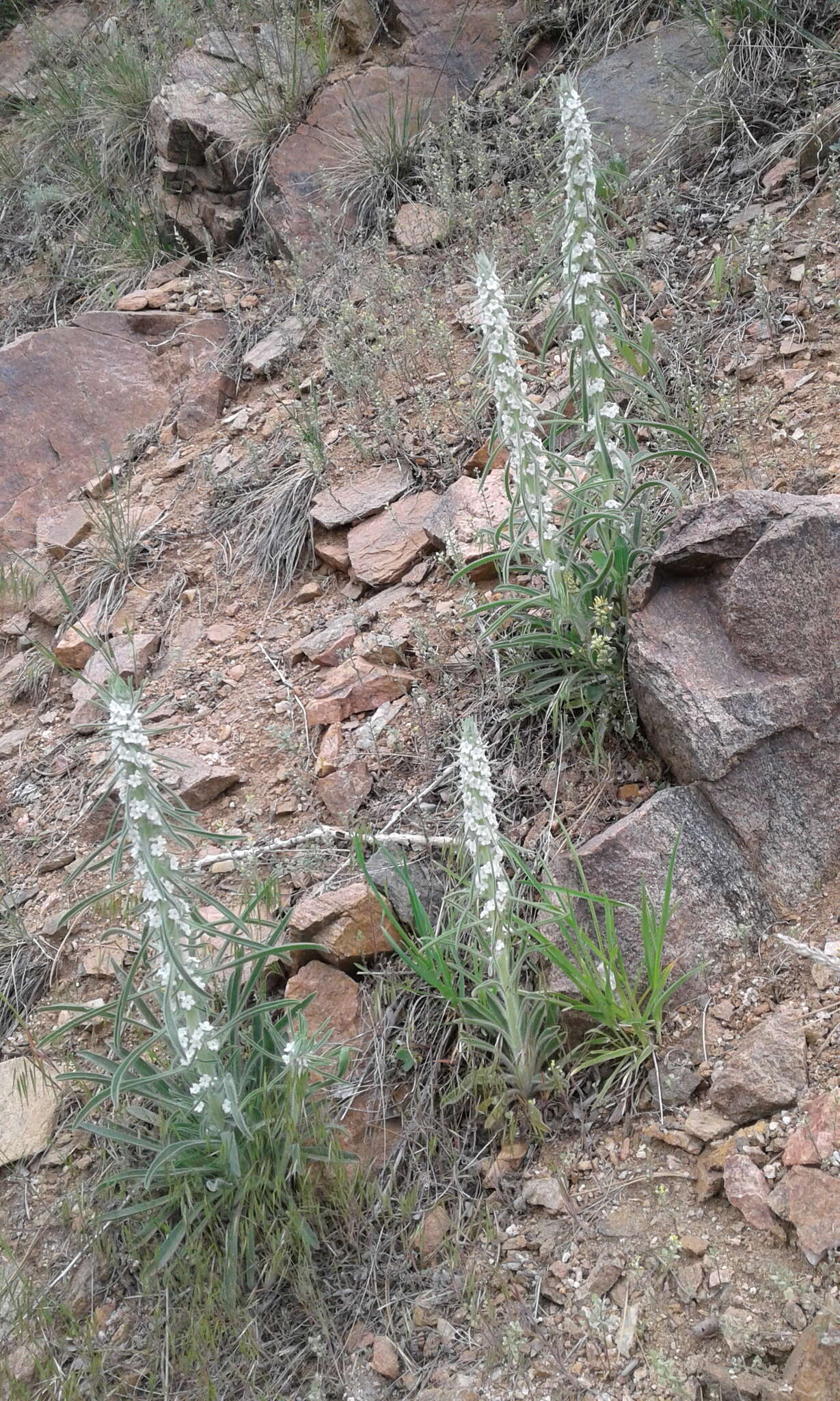 Image of miner's candle