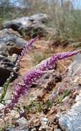 Image of Hermbstaedtia fleckii (Schinz) Bak. & C. B. Cl.