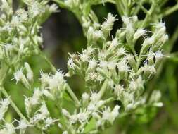 Eupatorium rotundifolium L. resmi