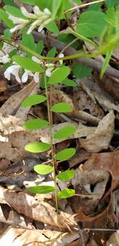 Imagem de Vicia caroliniana Walter