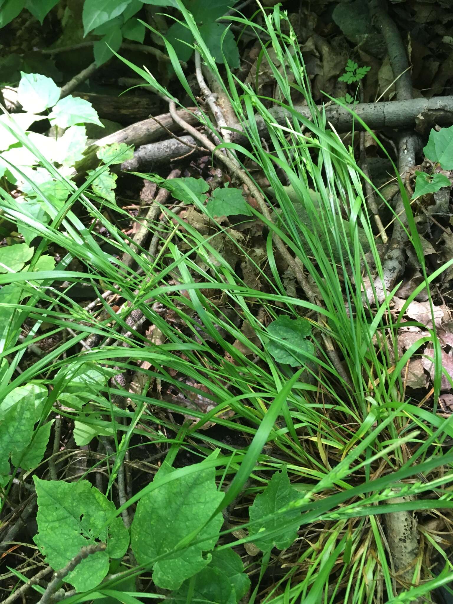 Image of Hitchcock's sedge