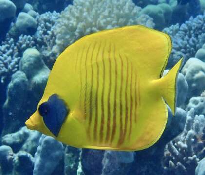 Image of Addis Butterflyfish