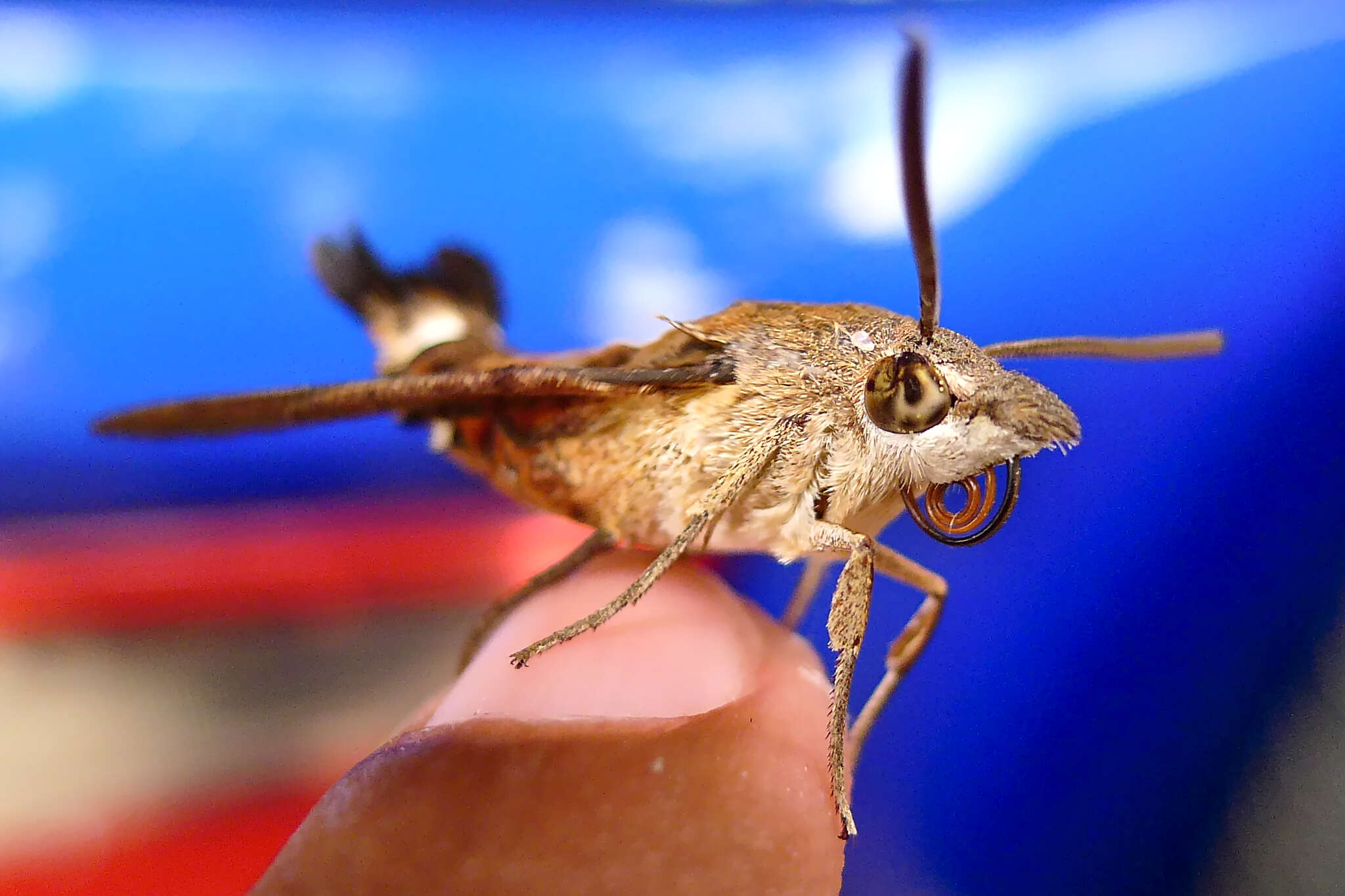 Image of Macroglossum gyrans Walker 1856