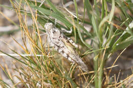 Trimerotropis albescens McNeill 1901 resmi