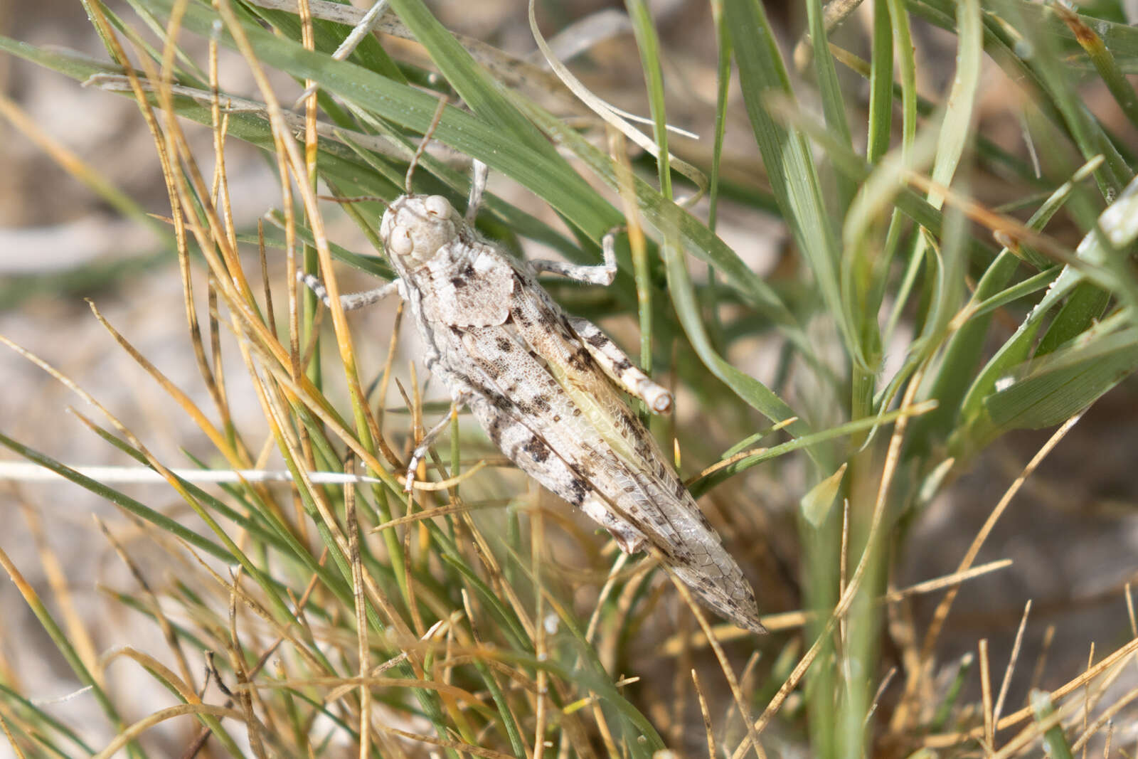 Trimerotropis albescens McNeill 1901 resmi