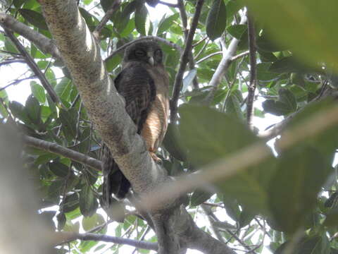 Image of Rufous Boobook