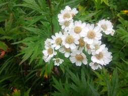 Слика од Achillea ptarmica subsp. macrocephala (Rupr.) Heimerl