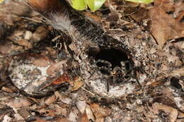 Image of Lake Placid Funnel Wolf Spider