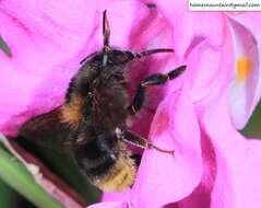 Image of Bombus koreanus (Skorikov 1933)