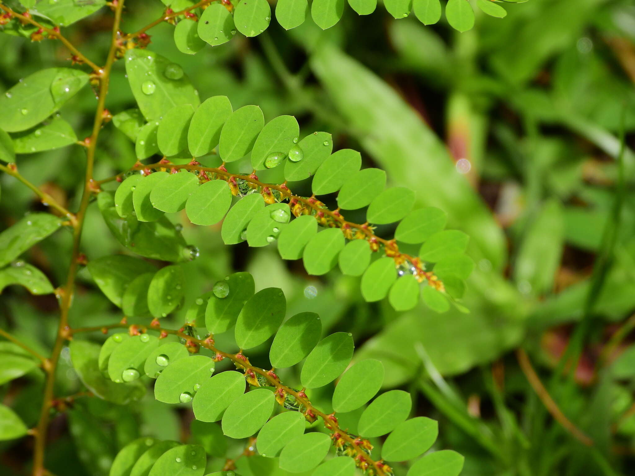 Image de Phyllanthus caroliniensis subsp. caroliniensis