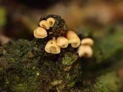 Image de Cyphella ferruginea P. Crouan & H. Crouan 1867