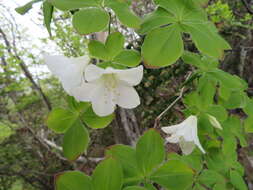 Imagem de Rhododendron quinquefolium Bisset & S. Moore