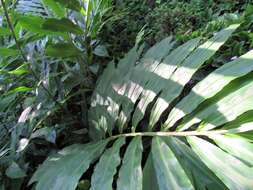 Image of Shampoo Ginger