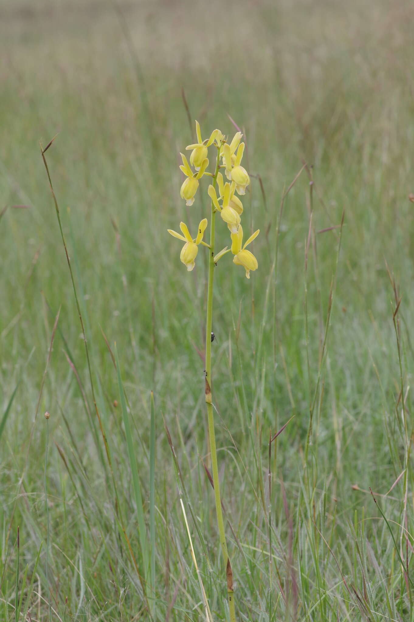 Image de Eulophia angolensis (Rchb. fil.) Summerh.