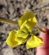 Image of Moraea bellendenii (Sweet) N. E. Br.