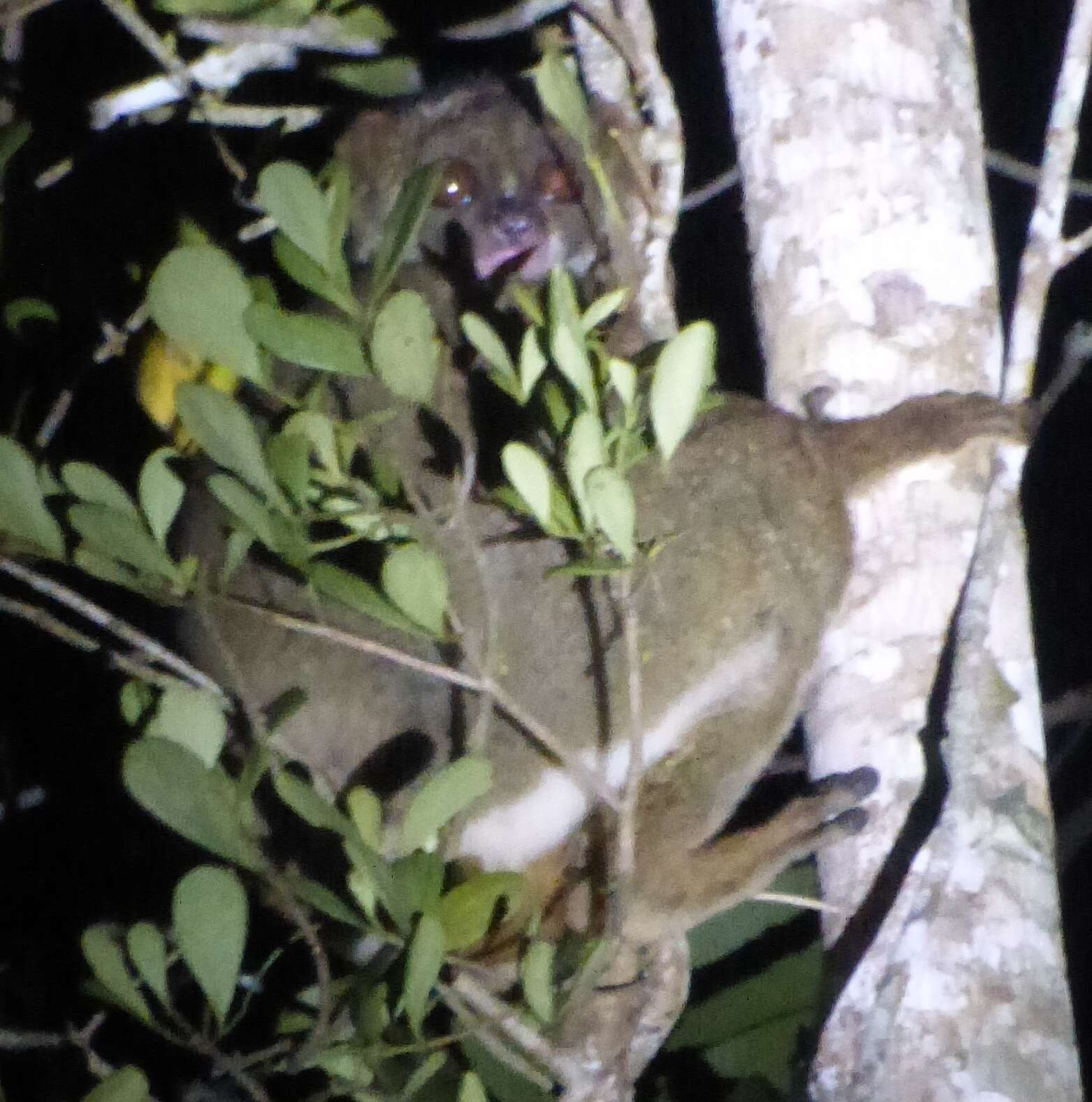 Image of Woolly Lemur