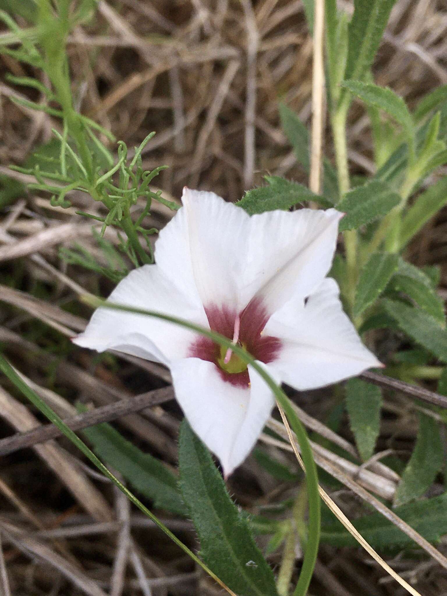 Image de Convolvulus laciniatus Desr.