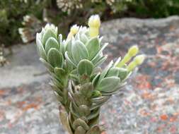 Image of Gnidia imbricata L. fil.