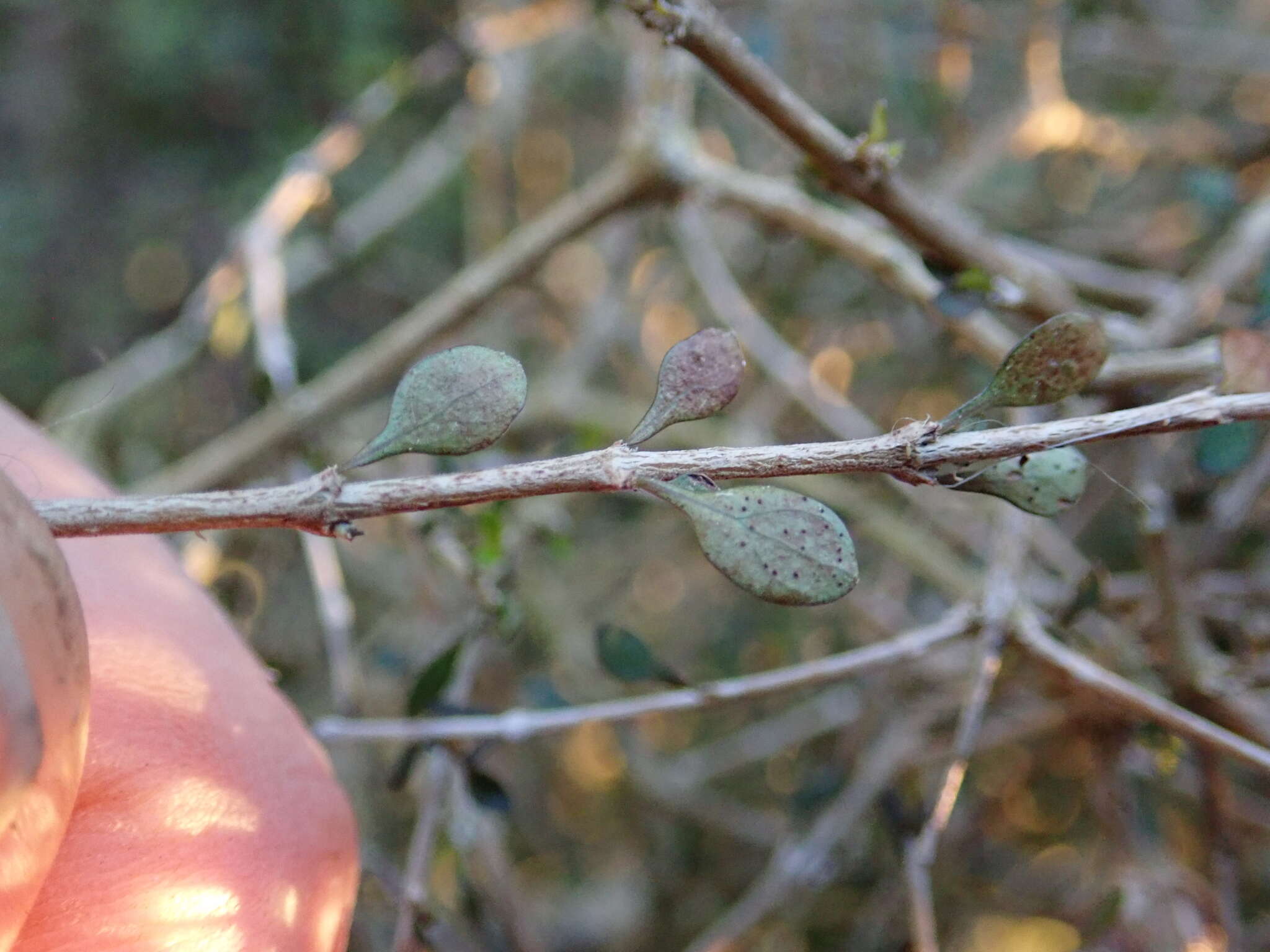 Image of Coprosma virescens Petrie