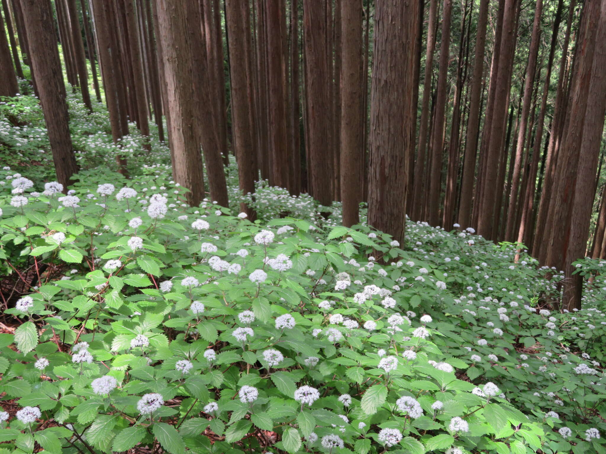 Image of Hydrangea hirta (Thunb.) Siebold