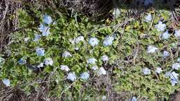 Image de Nemophila menziesii var. integrifolia Brand