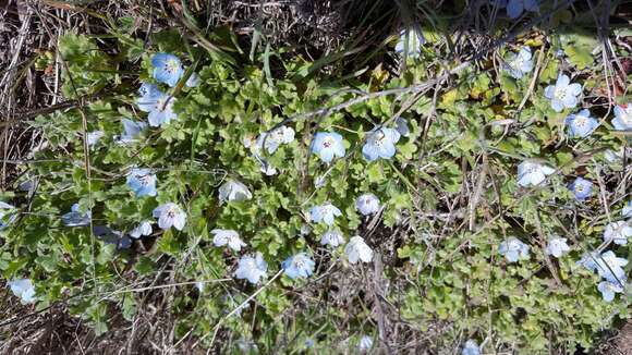 Image de Nemophila menziesii var. integrifolia Brand