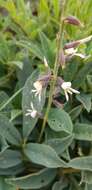 Image de Ophrestia oblongifolia (E. Mey.) H. M. L. Forbes