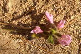 Imagem de Salvia recognita Fisch. & C. A. Mey.