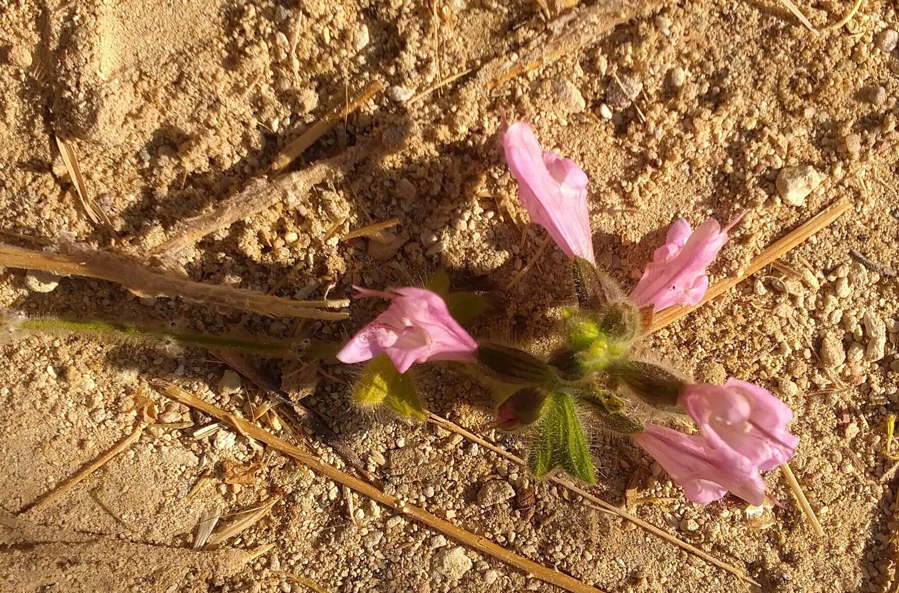 Image of Salvia recognita Fisch. & C. A. Mey.